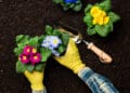 Ce flori se plantează în luna aprilie. Ghid pentru o grădină superbă (1)