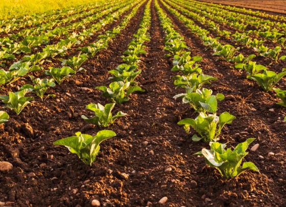 Legume de plantat în aprilie. Ghid util pentru grădinari