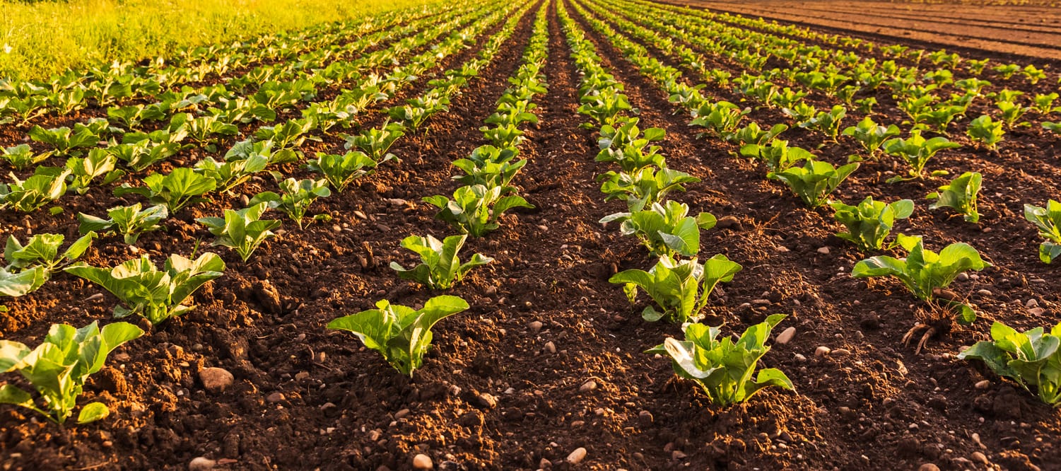 Legume de plantat în aprilie. Ghid util pentru grădinari