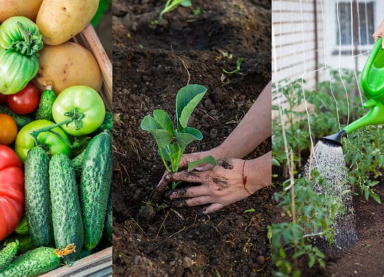 Legume de plantat în mai. Ghid complet pentru grădinarii care doresc o recoltă abundentă