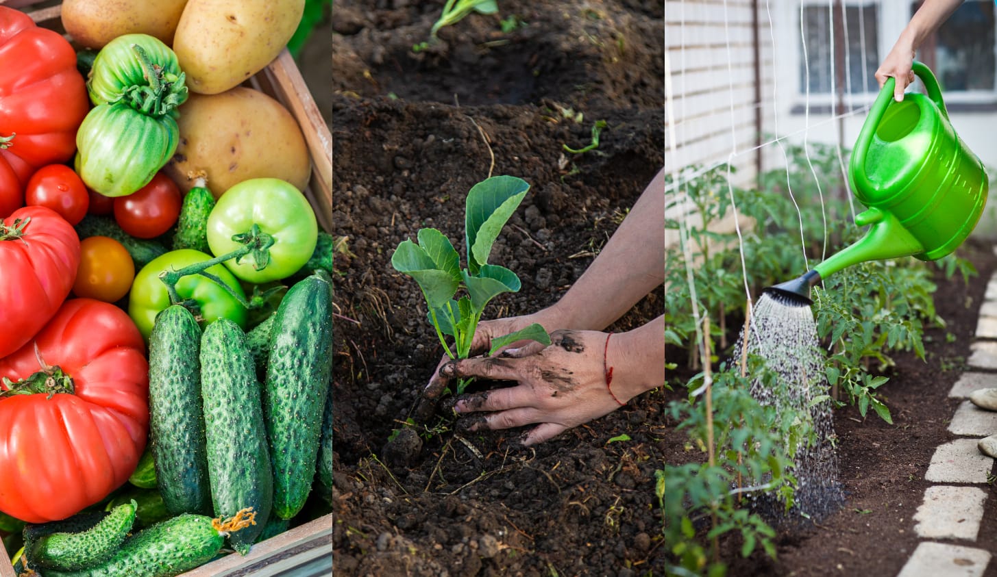 Legume de plantat în mai. Ghid complet pentru grădinarii care doresc o recoltă abundentă
