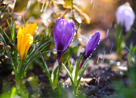 Meteo 28 aprilie – 26 mai 2025, România. Vremea de 1 Mai și în următoarele săptămâni