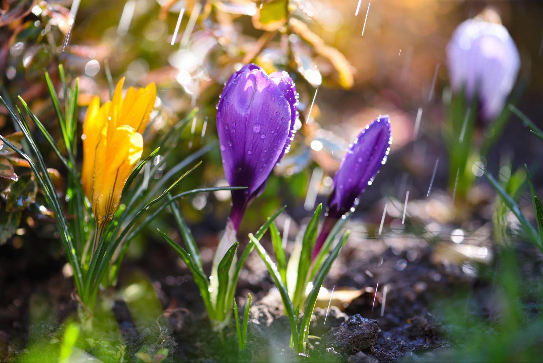 Meteo 28 aprilie – 26 mai 2025, România. Vremea de 1 Mai și în următoarele săptămâni