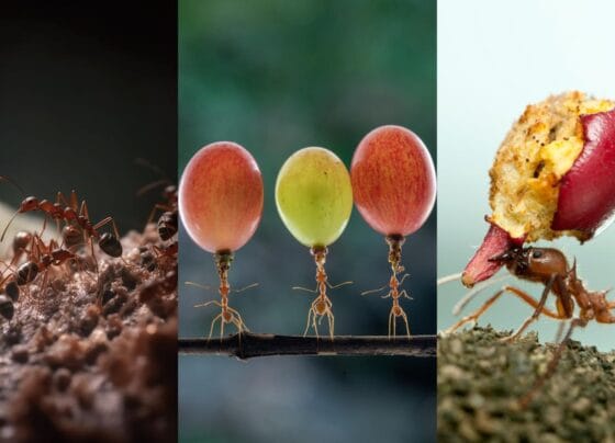 Ai furnici în grădină sau la geam? Repelent natural pentru a scăpa de insecte