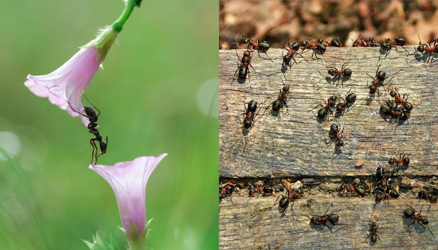 Ai furnici în grădină sau la geam? Repelent natural pentru a scăpa de insecte