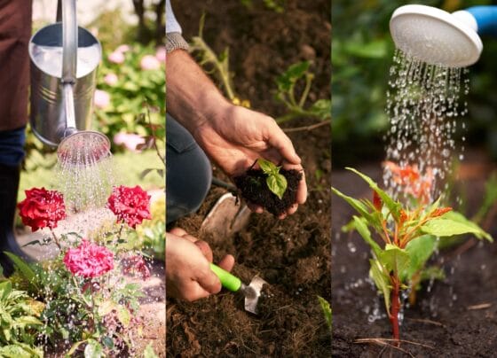 Ora din zi când se recomandă udarea florilor și a plantelor din grădină. Ce spun specialiștii din domeniu
