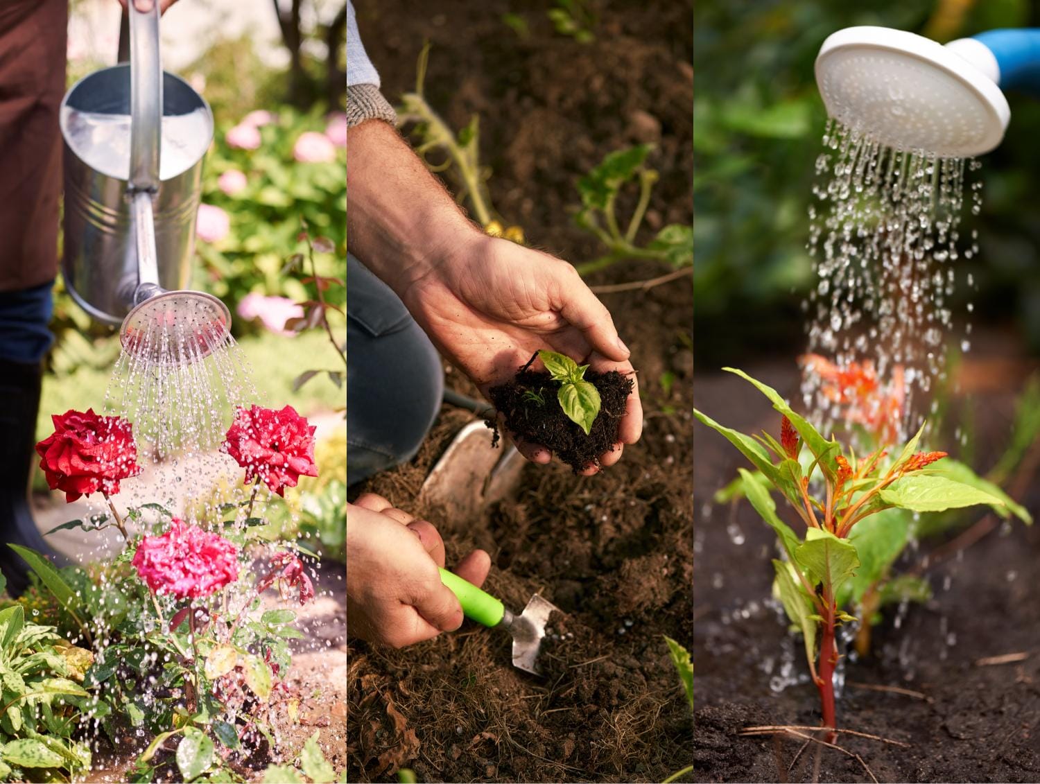 Ora din zi când se recomandă udarea florilor și a plantelor din grădină. Ce spun specialiștii din domeniu